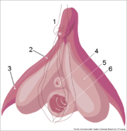 180px-Clitoris_inner_anatomy_numbers.png